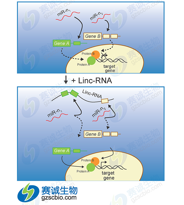 miRNA調控lncRNA