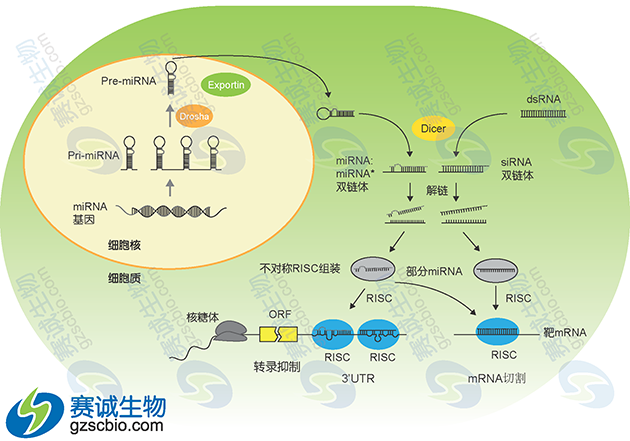 miRNA產(chǎn)生過(guò)程模式