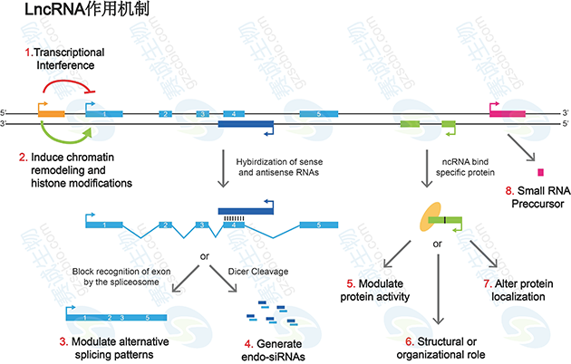 LncRNA作用機制