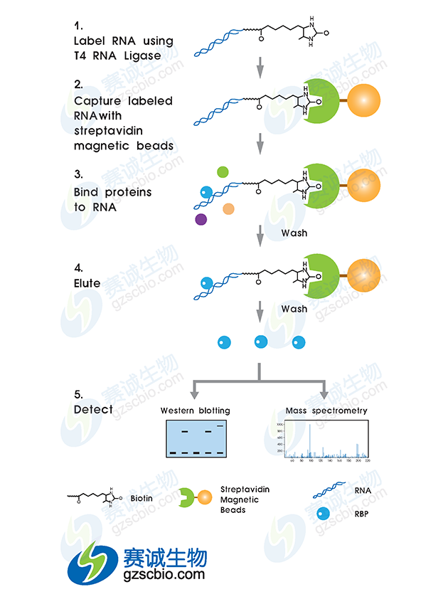 RNA pull-down實(shí)驗流程