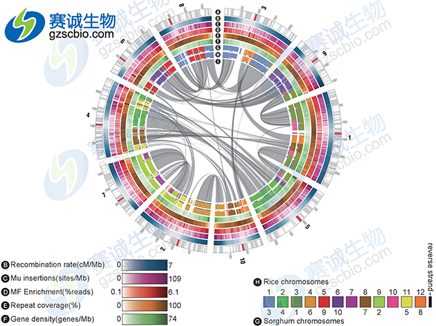 生物信息學(xué)分析基因