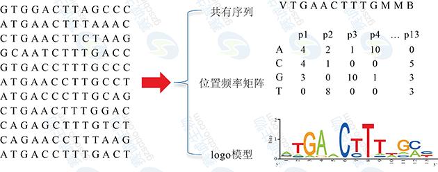 轉錄因子結合位點(diǎn)的表示