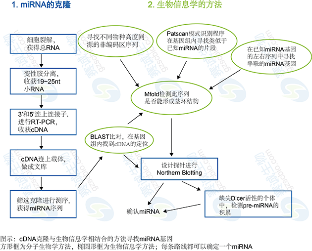 生物信息學(xué)在miRNA研究中的應用