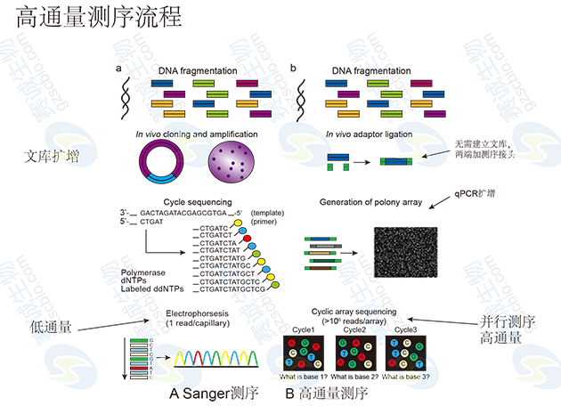 高通量測序流程