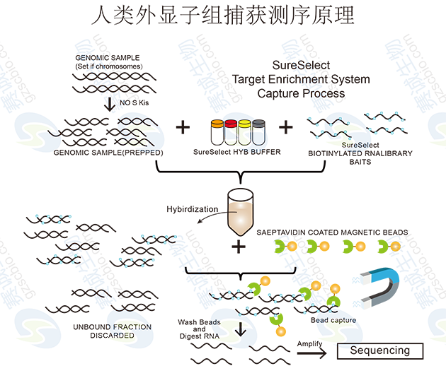 人類(lèi)外顯子組捕獲測序原理