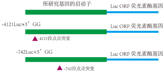 Luciferase分析調控位點(diǎn)