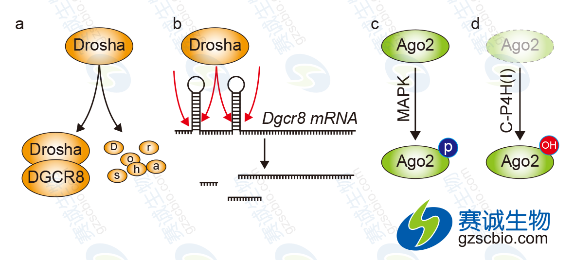 miRNA生產(chǎn)過(guò)程因子的調控.png