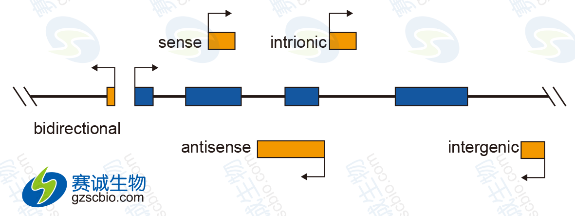 2 F1不同位置lncRNA示意圖.png