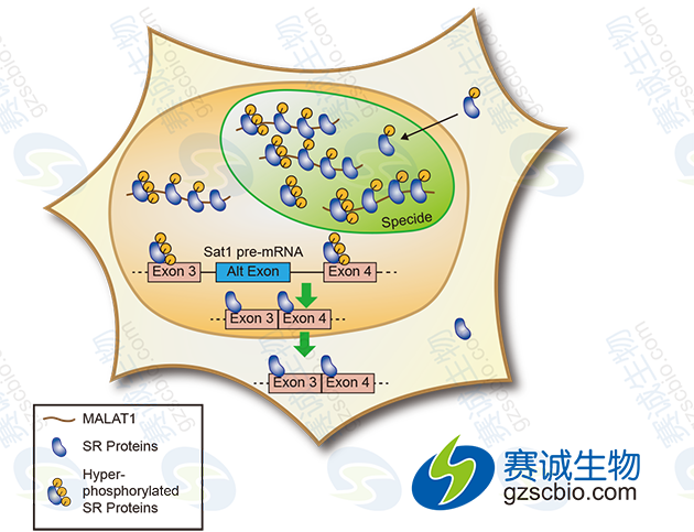 LncRNA MALAT1通過(guò)調節SR剪接因子的磷酸化調控可變剪接.png
