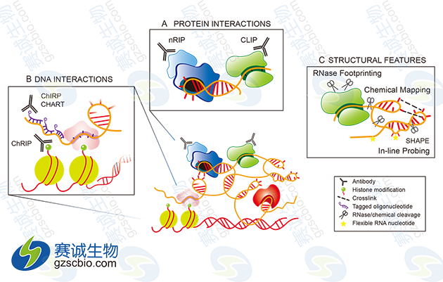  LncRNA的一般研究實(shí)驗手段.png