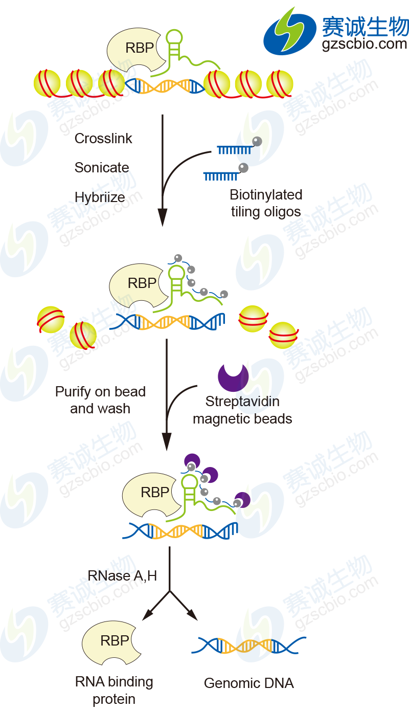 ChIRP基本實(shí)驗流程.png