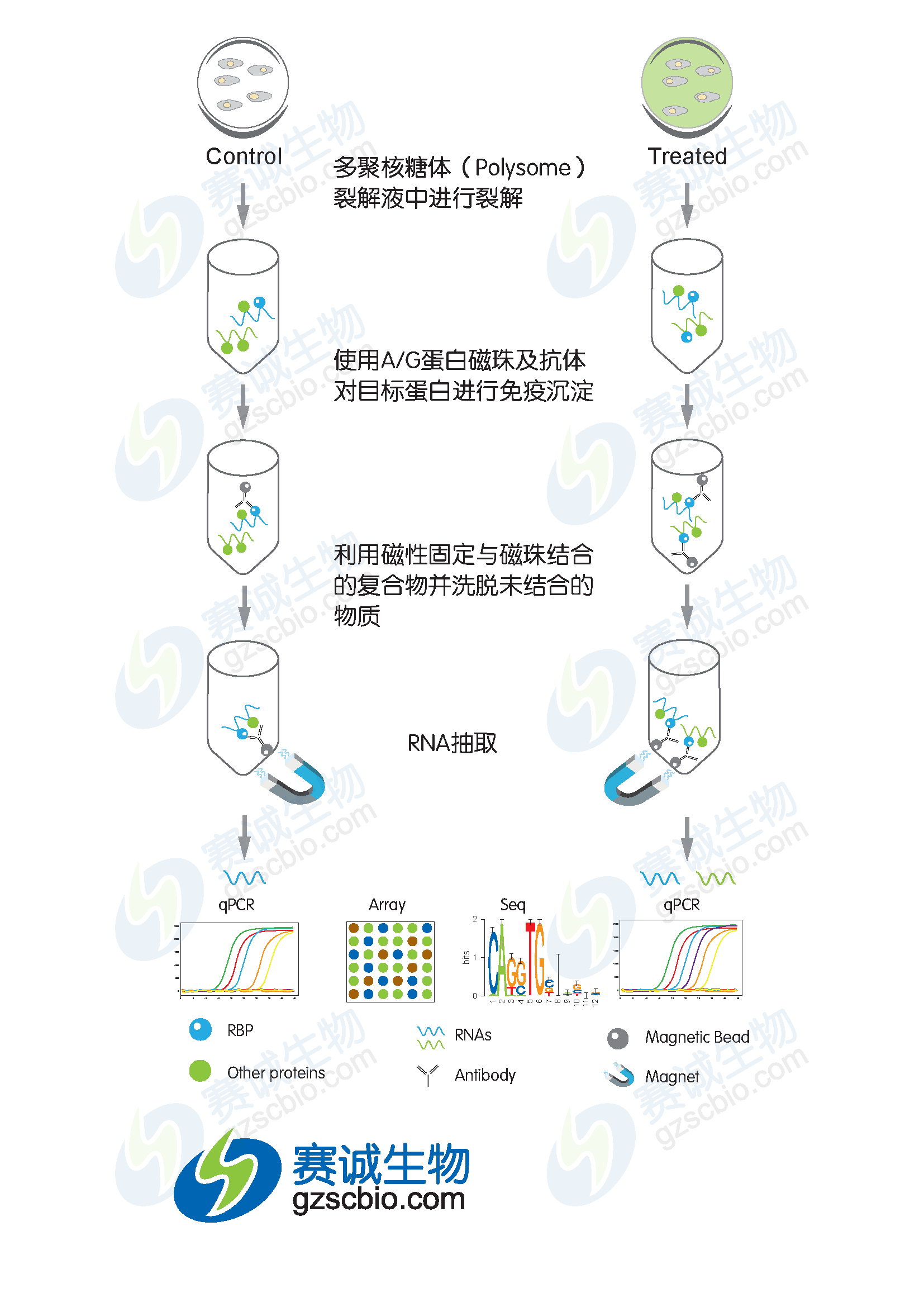RIP實(shí)驗流程.png