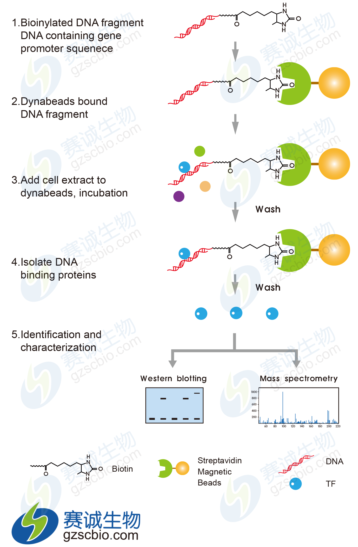 DNA Pull-Down流程圖加水印.png