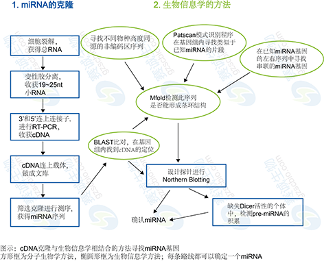 1 miRNA靶基因調控分析.png