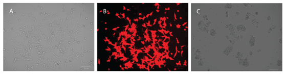 3.1.5CRISPR-Cas9基因敲入系統③.png